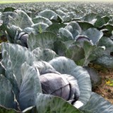 0909F 048 Kulmbach-Koblenz